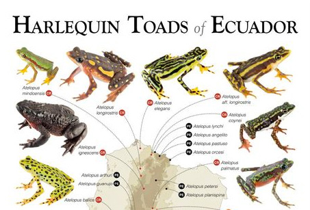 Ranas Arlequines o Jambatos del Ecuador