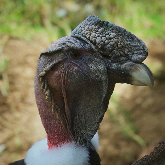 Feliz día Nacional del Cóndor Andino!