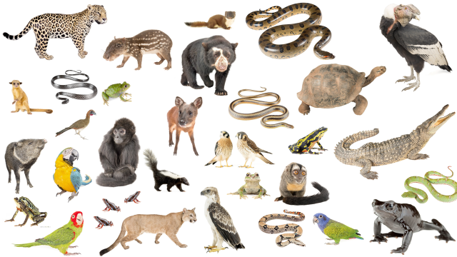 Ecuador, uno de los países más ricos en biodiversidad en el mundo, clama a sus autoridades por la inacción y la falta de una propuesta ante la emergencia