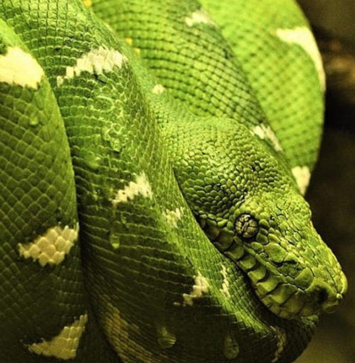 Apoyanos - Dona para la vida animal