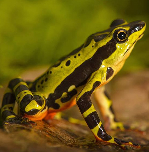 Apoyanos - Dona para la vida animal