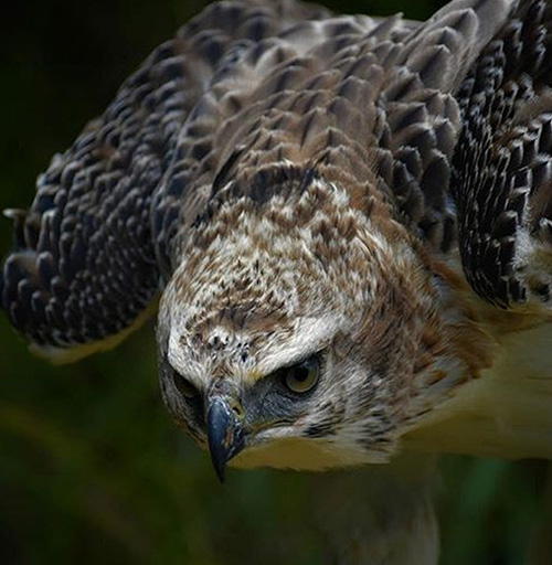Apoyanos - Dona para la vida animal