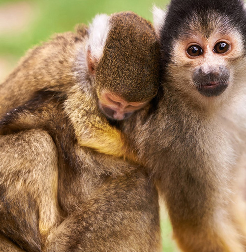 Apoyanos - Dona para la vida animal