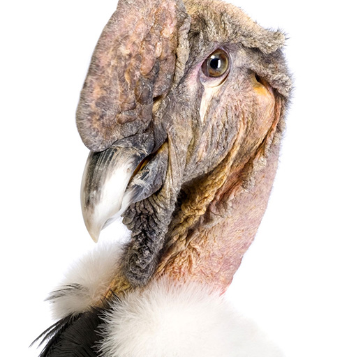 Apoyanos - Dona para la vida animal