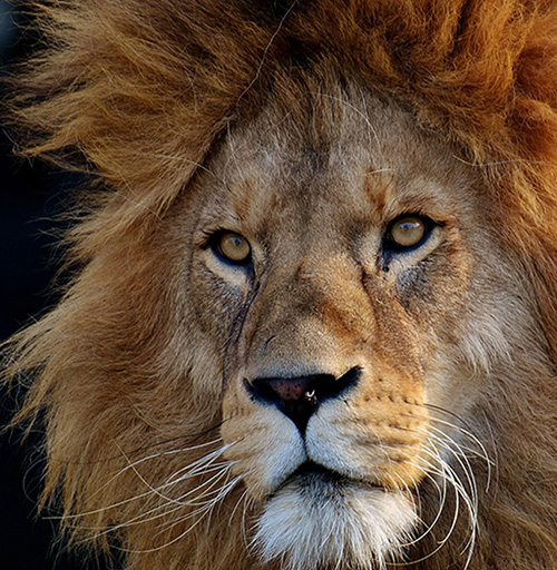 Apoyanos - Dona para la vida animal