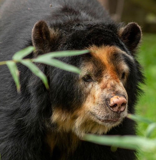 Apoyanos - Dona para la vida animal